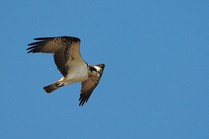 Falco pescatore